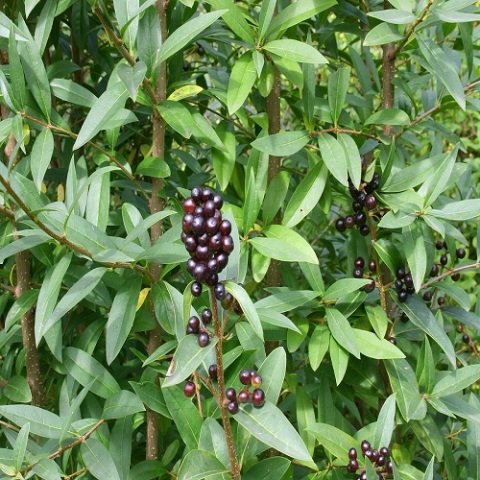 Ligustrum Lüküstrüm Fidanı Bitkisi