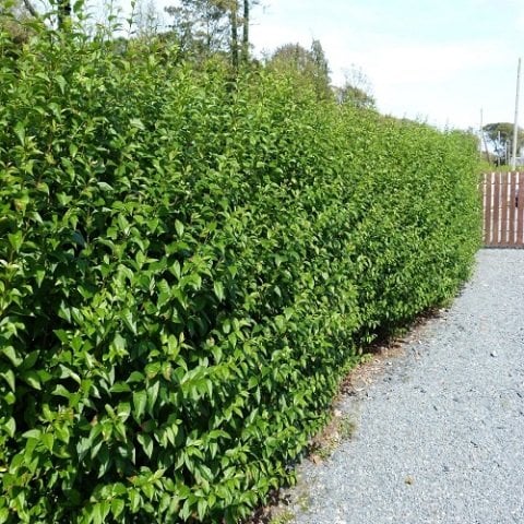 Ligustrum Lüküstrüm Fidanı Bitkisi
