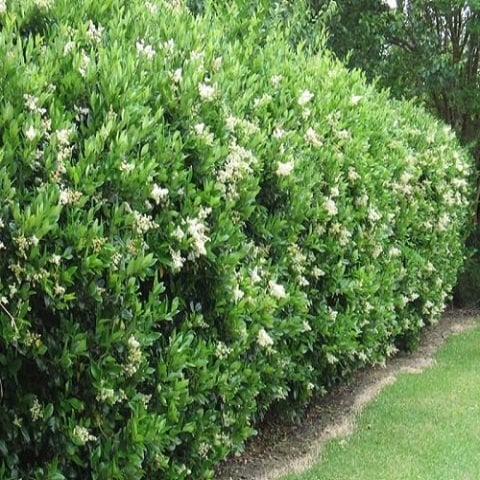 Ligustrum Lüküstrüm Fidanı Bitkisi