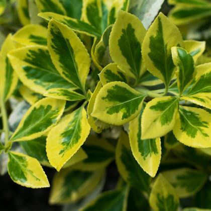 Alacalı Taflan Bitkisi