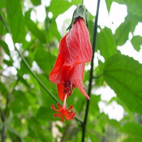 Çin Gülü Çiçeği