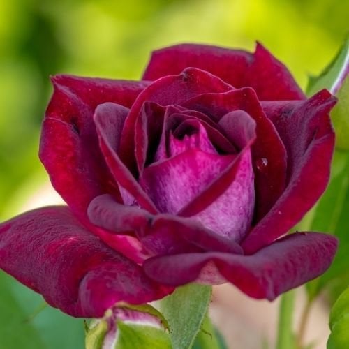 Bordo Renkli Çardak Gülü