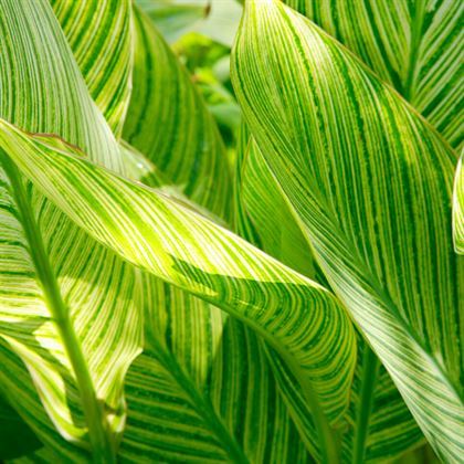 Alacalı Kana Bitkisi