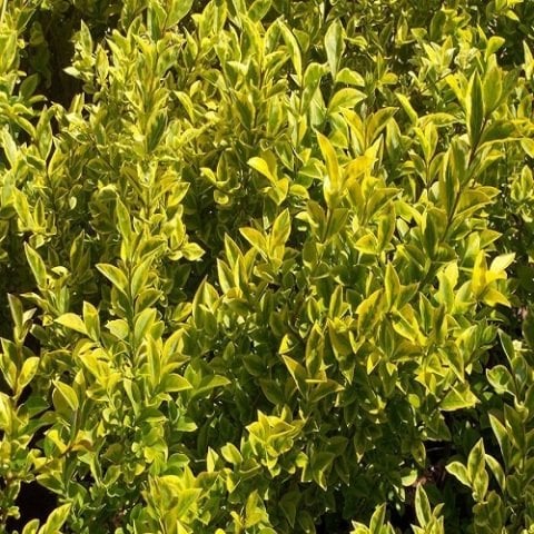 Alacalı Ligustrum Bitkisi 60 cm