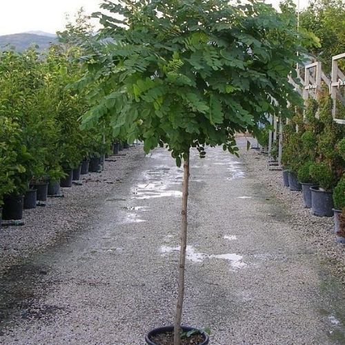 Top Akasya Fidanı 200 cm Robinia Pseudoacacia Umbraculifera