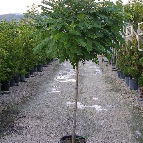Top Akasya Fidanı 200 cm Robinia Pseudoacacia Umbraculifera