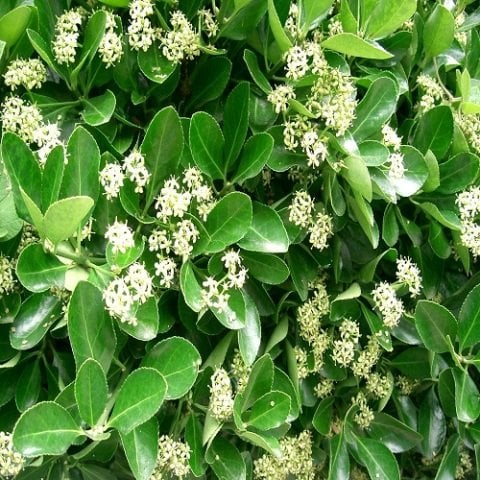 Taflan  Çiçeği Papaz Külahı