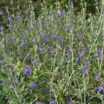 Zeytin Çalısı Bitkisi 40 cm