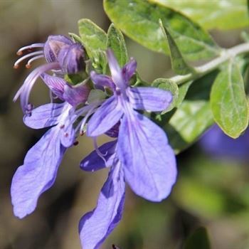 Zeytin Çalısı Bitkisi 40 cm