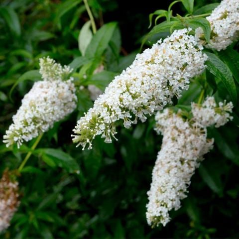 Beyaz Kelebek Çalısı Çiçeği