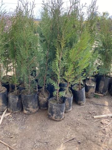Çit Mazı Fidanı Thuja Sp.