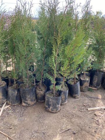 Çit Mazı Fidanı Thuja Sp.