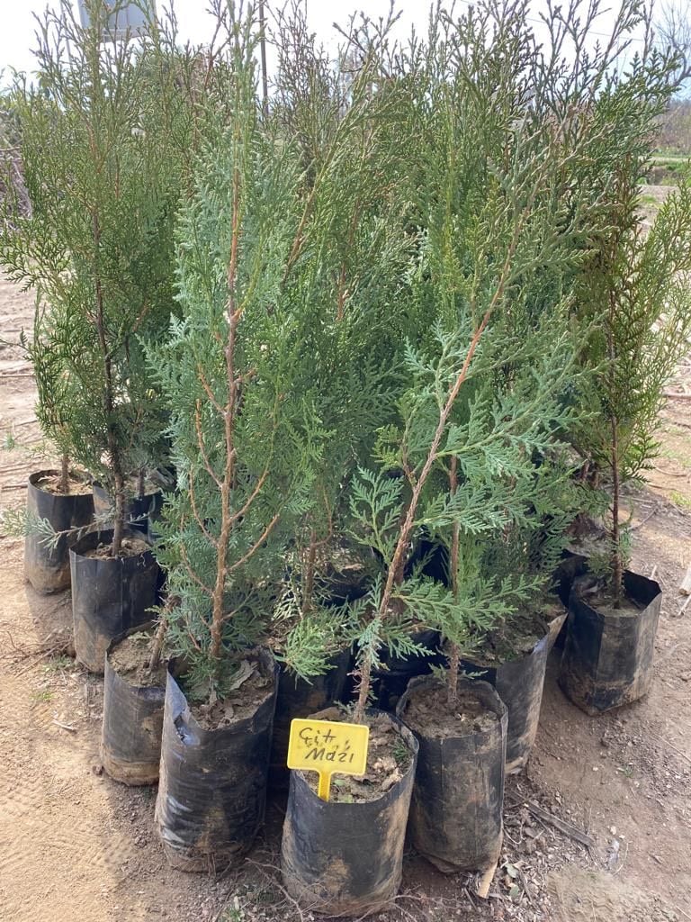 Çit Mazı Fidanı Thuja Sp.