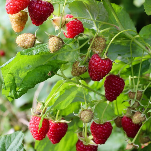 Yediveren Ahududu Fidanı Rubus İdaeus