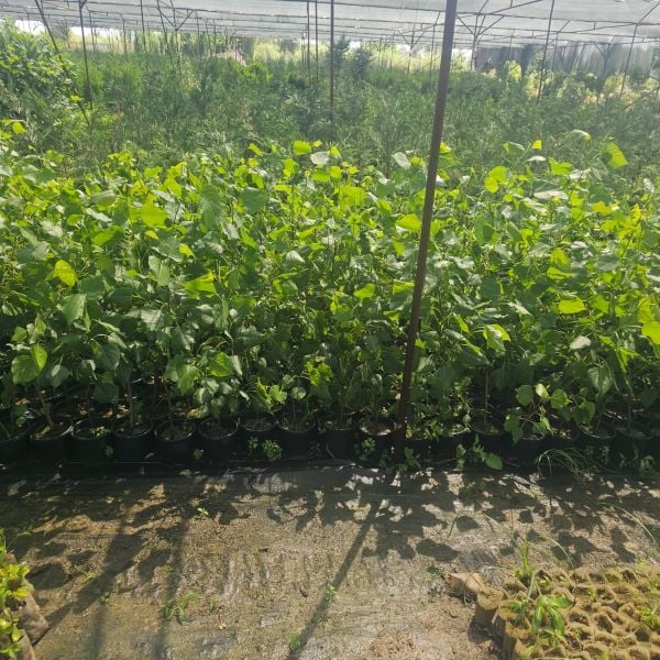 Anadolu Kavak Ağacı Fidanı Populus Alba