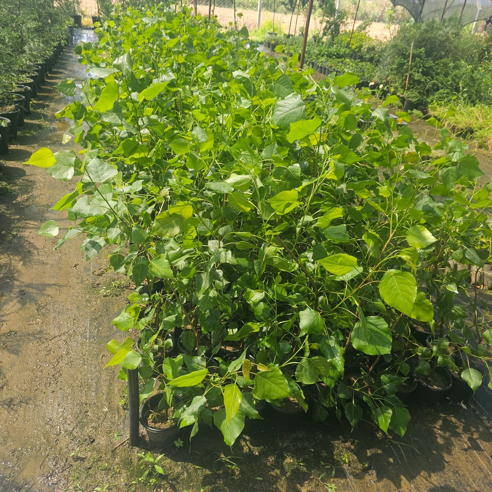 Anadolu Kavak Ağacı Fidanı Populus Alba