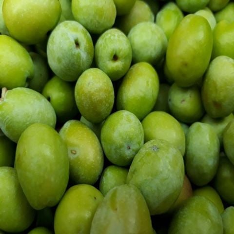 Salamuralık Zeytin Fidanı Olive