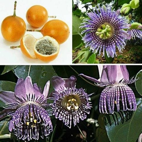 Granadilla Çarkıfelek Fidanı Passiflora Edulis