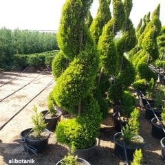 Spiral Limon Çamı Limon Servi  Cupressus