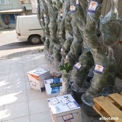 Spiral Limon Çamı Limon Servi  Cupressus