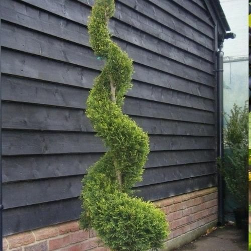 Spiral Limon Çamı Limon Servi  Cupressus