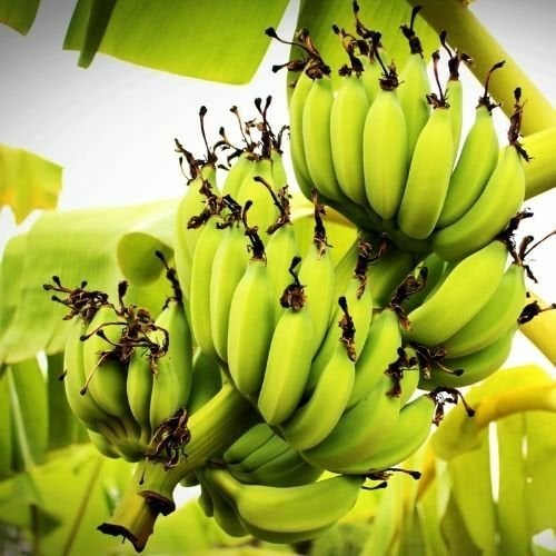 Anamur Muz Fidanı Musa Sapientum