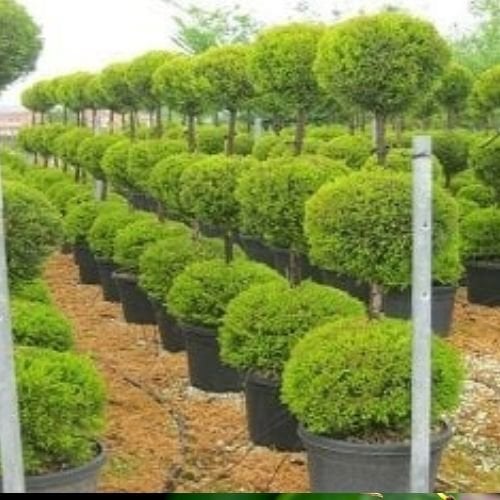 Top Şekilli Üç Top Limon Çamı Servi Cupressus