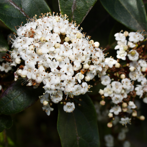 Kartopu Fidanı  Viburnum Tinus