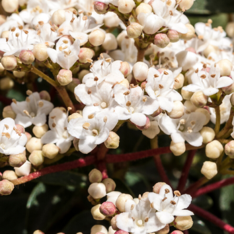 Kartopu Fidanı  Viburnum Tinus