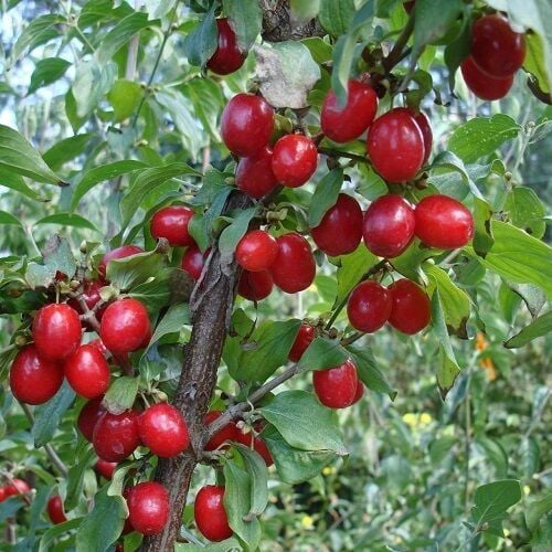 Anadolu Kızılcık Fidanı