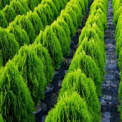 Altuni Top Mazı Fidanı Thuja Orientalis Aurea