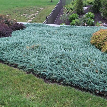 Sabin Ardıç Fidanı Turkuaz Juniperus Sabina