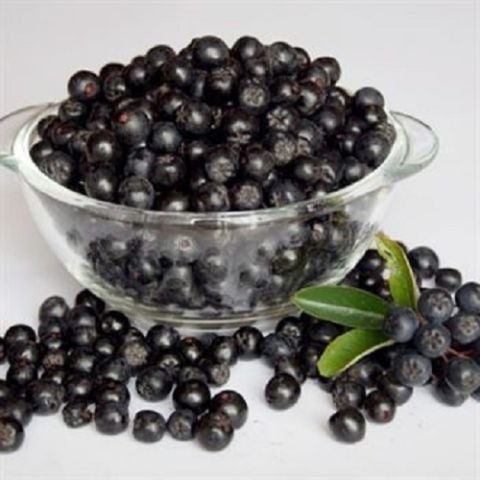 Siyah Nero Aronya Fidanı Aronia Melanocarpa