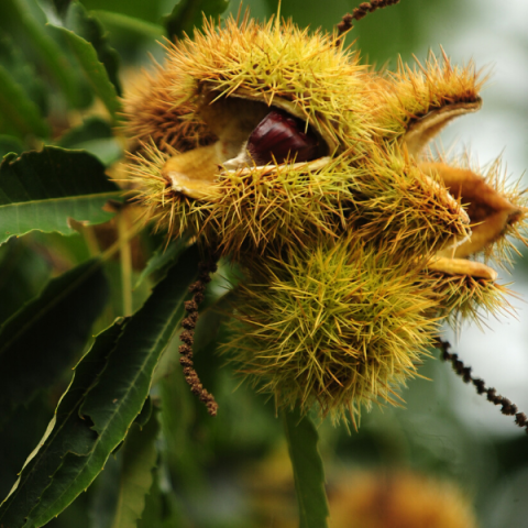 Siyah Bursa Kestane Fidanı