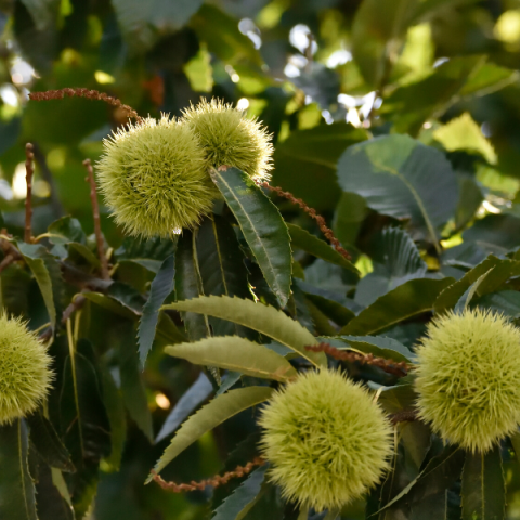 Siyah Bursa Kestane Fidanı