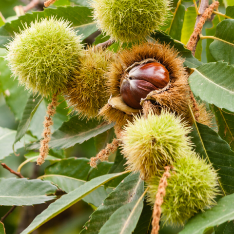 Siyah Bursa Kestane Fidanı