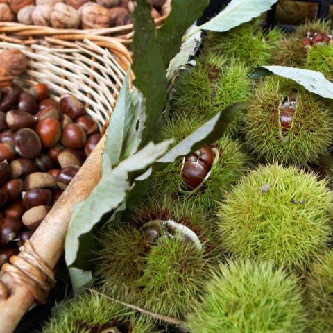 Siyah Bursa Kestane Fidanı