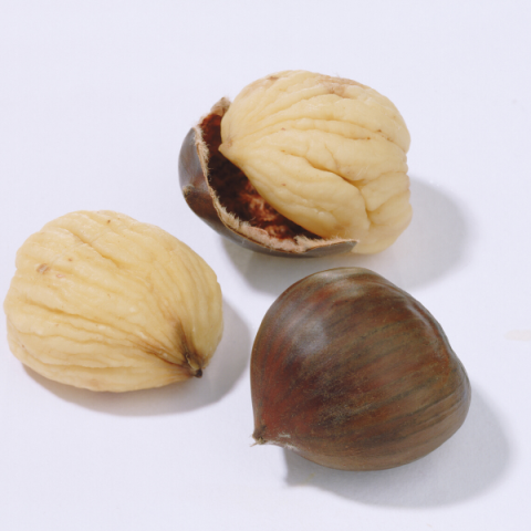 Karadeniz Kestanesi Erfelek Fidanı