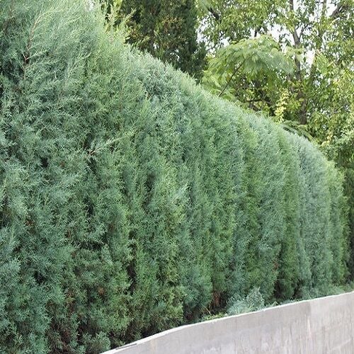 Mavi Servi Fidanı ( arizona ) Cupressus Arizonica