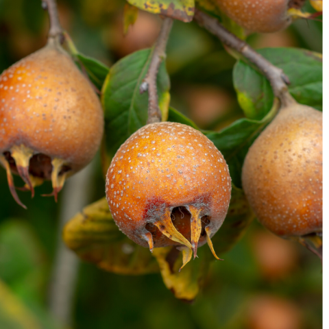 Muşmula Ağacı Fidanı Mespilus Germenica