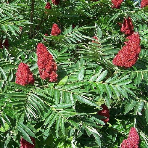 Amerikan Sumağı Fidanı Rhus Coriaria