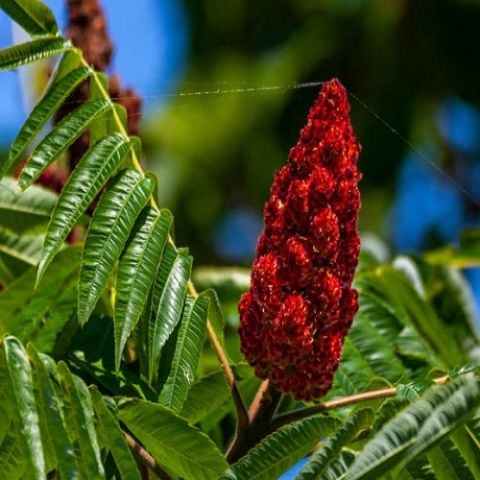 Amerikan Sumağı Fidanı Rhus Coriaria