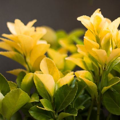 Gold Taflan Fidanı Euonymus Japonica Var Aurea