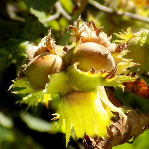 Giresun Fındığı Fidanı Fındık