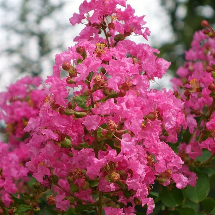 Pembe Oya Ağacı Fidanı Lagerstroemia İndica