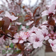 Kırmızı Süs Eriği Fidanı Erik Prunus Cerasifera Pissardii
