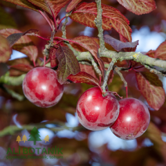 Kırmızı Süs Eriği Fidanı Erik Prunus Cerasifera Pissardii