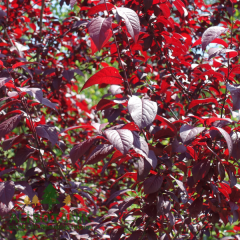 Kırmızı Süs Eriği Fidanı Erik Prunus Cerasifera Pissardii