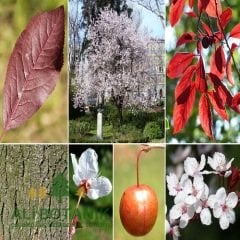 Kırmızı Süs Eriği Fidanı Erik Prunus Cerasifera Pissardii