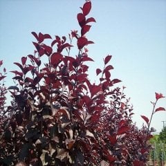 Kırmızı Süs Eriği Fidanı Erik Prunus Cerasifera Pissardii
